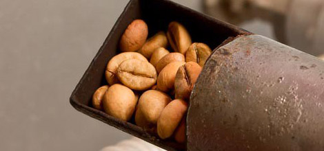 Обжаренные зерна. В зернах высокой степени обжарки содержится меньше кофеина