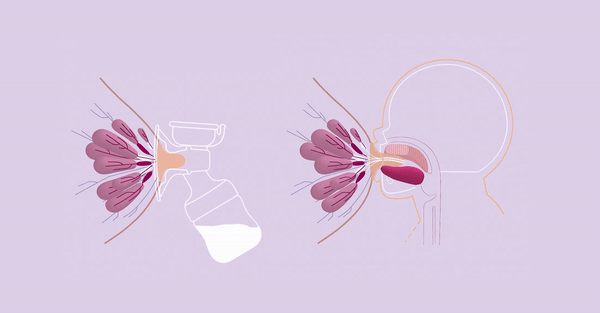 Сцеживание молокоотсосом Philips Avent